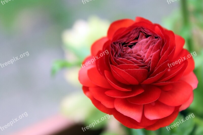 Ranunculus Blossom Bloom Red Spring Flower