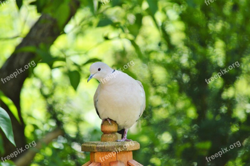 Dove Bird Feather Animal Plumage