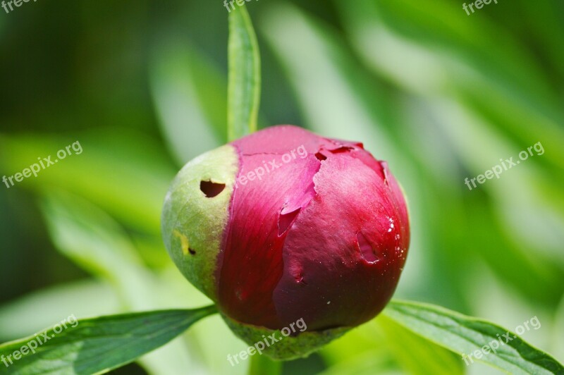 Peony Flower Bud Peony Bud Flower Garden