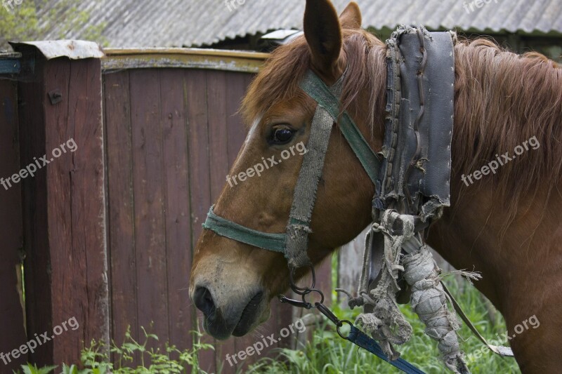 Horse Animal Village Stallion Farm