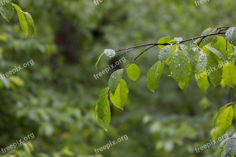 Sheet Green Forest Nature Green Leaves