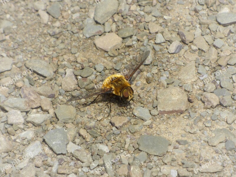 Drone Bombus Drone Yellow Borinot Free Photos