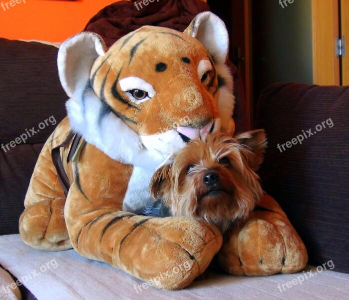 Teddy Tiger Pet Dog Friend