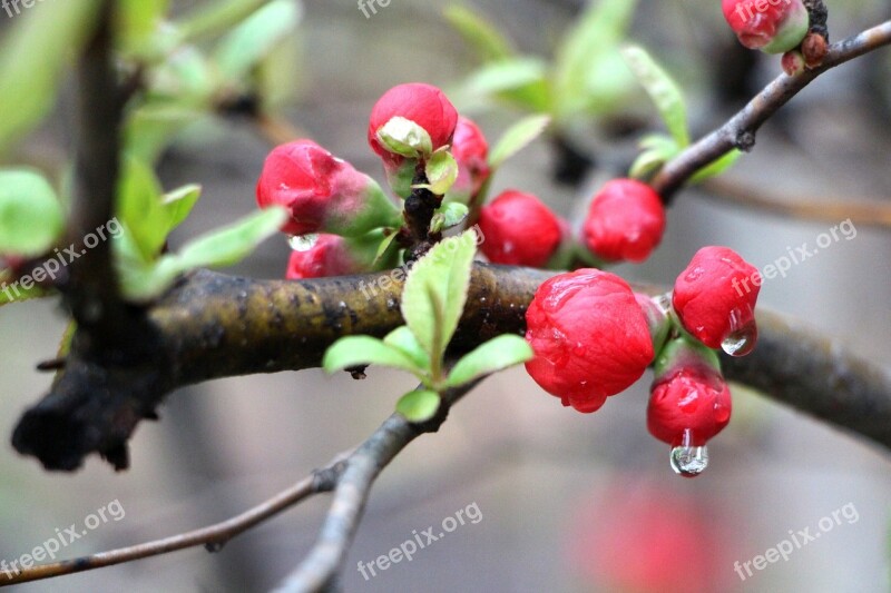 People Who Tree Flower Flowers Wood Plants March