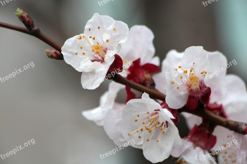 Plum Tree Plum Flowers Wood Cherry Blossom