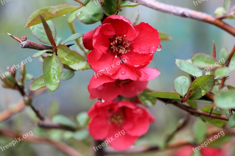 People Who Tree Flower Flowers Wood Plants March