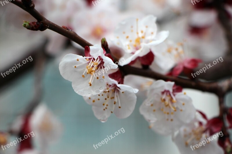 Apricot Tree Flower Flowers Wood Cherry Blossom Nature