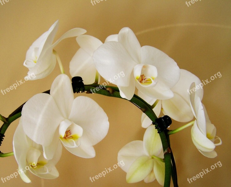 Orchid White Room Plant Free Photos