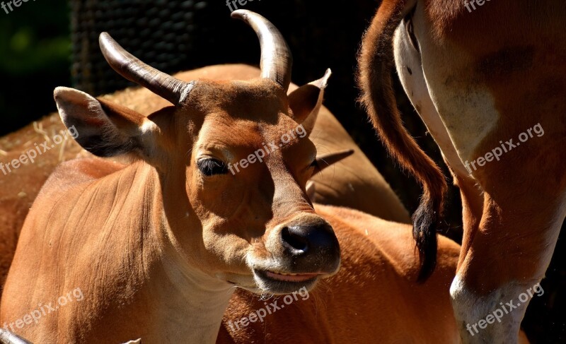 Banteng Beef Bos Javanicus Wild Zoo