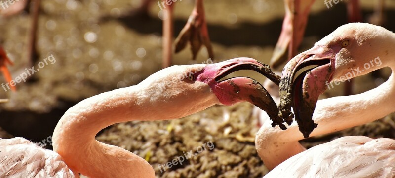 Flamingos Birds Water Bird Colorful Animals