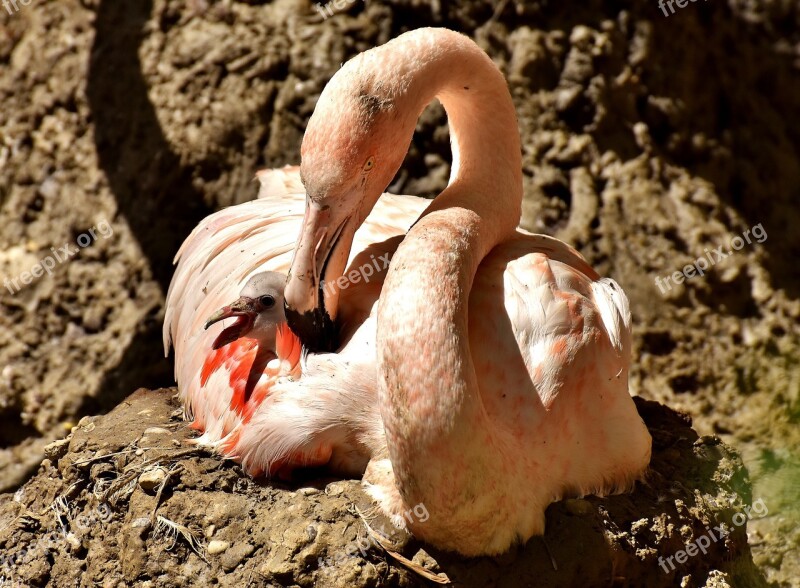 Flamingo Young Chicks Mama Child