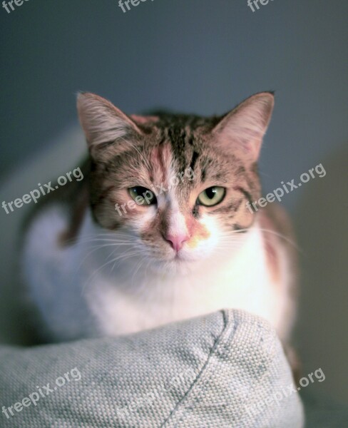 Cat Animals Cat Eyes Moustache Portrait