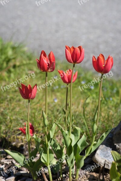 Tulips Red Red Tulips Garden Garden Flowers