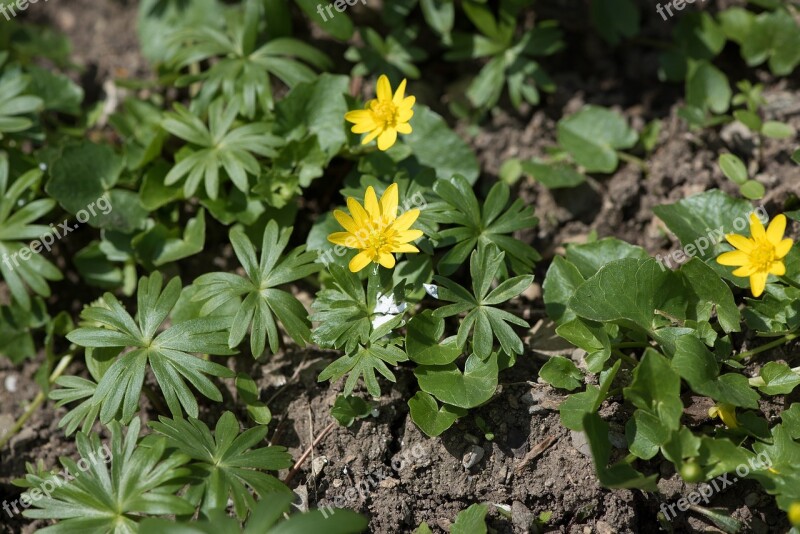 Celandine Flowers Yellow Blossom Bloom