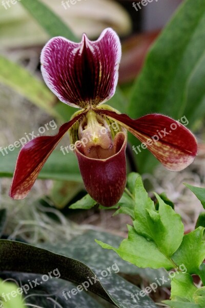 Orchid Flower Hothouse Greenhouse Nature