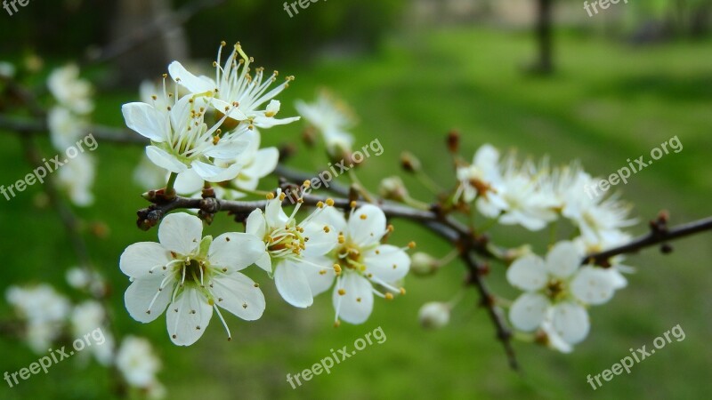 Prunus Spinosa Blackthorn Spring Flowers White Flowers Flowering Shrub