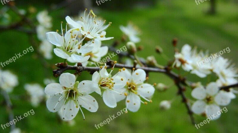 Prunus Spinosa Blackthorn Spring Flowers White Flowers Flowering Shrub