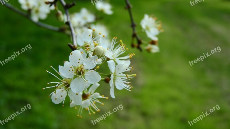 Prunus Spinosa Blackthorn Spring Flowers White Flowers Flowering Shrub