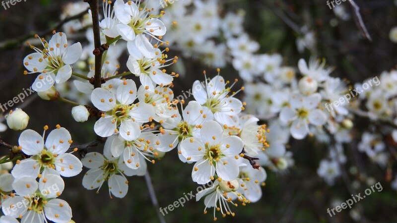 Prunus Spinosa Blackthorn Spring Flowers White Flowers Flowering Shrub