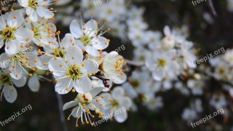 Prunus Spinosa Blackthorn Spring Flowers White Flowers Flowering Shrub