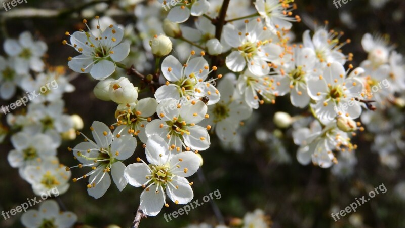 Prunus Spinosa Blackthorn Spring Flowers White Flowers Flowering Shrub