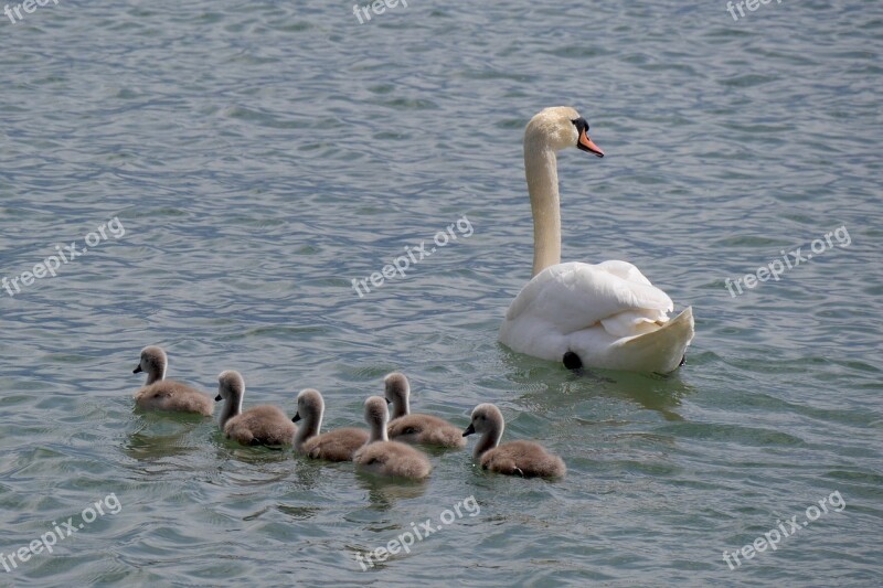 Swan Family Young Swans Lake Constance Animals Swan