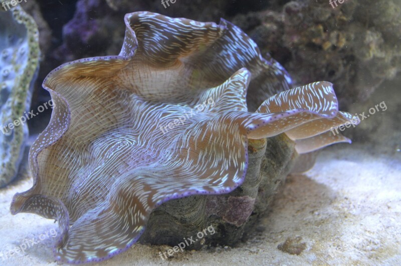 Shell Salt Water Aquarium Water Underwater World