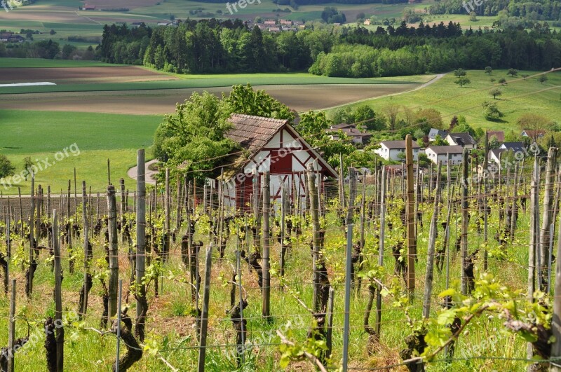 Vineyard Viticulture Landscape Vines Wine