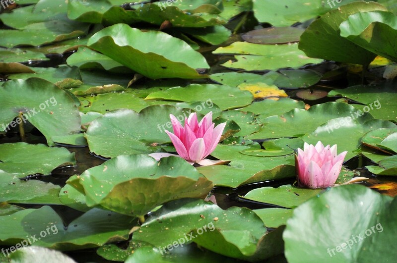 Water Lilies Lily Pond Pond Nature Aquatic Plant