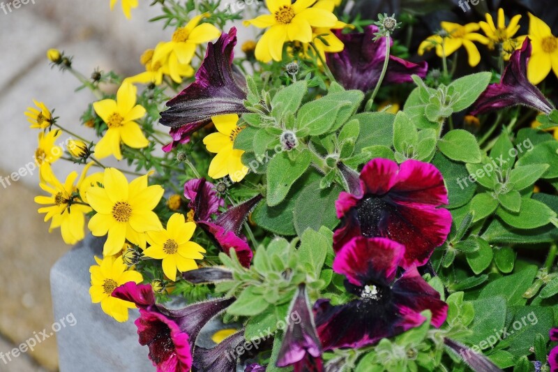 Petunia Colorful Flowers Violet Purple