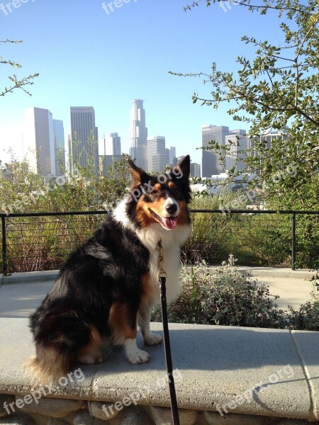 Dog Canine Aussie Australian Shepherd Downtown