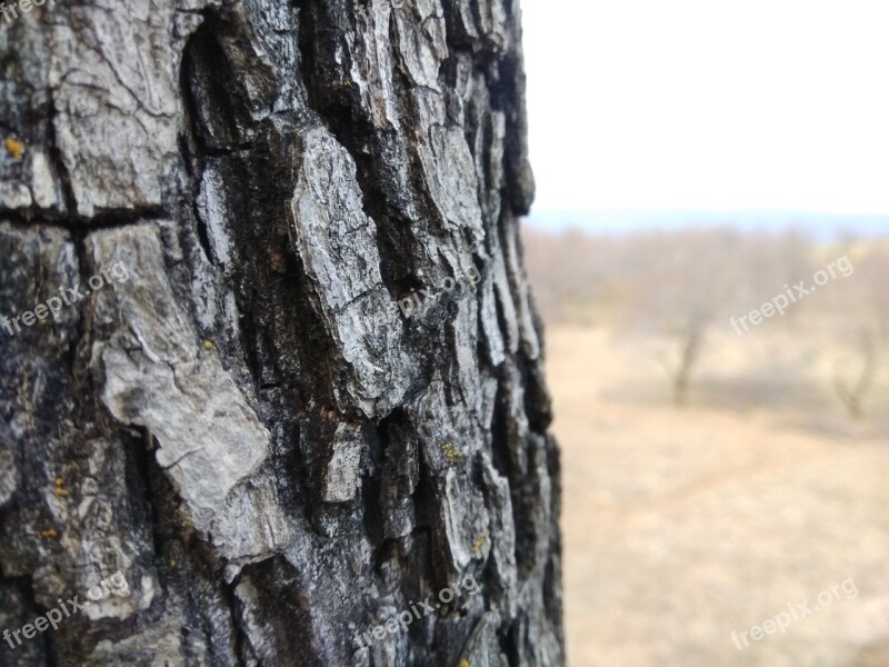 Tree Kashmir Wood Hill Tourism