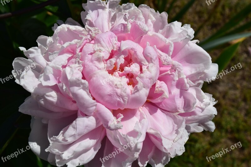 Peony Pink Flower Blossom Floral