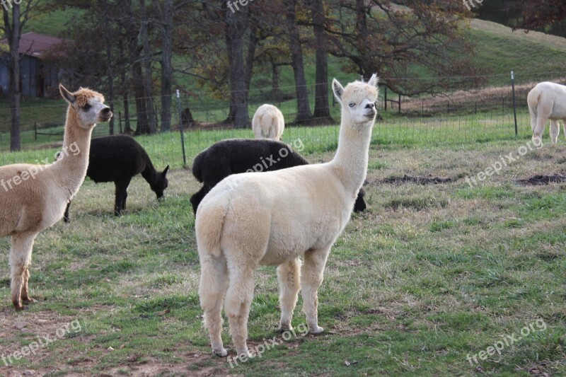 Alpacas Alpaca Animal Farm Fur