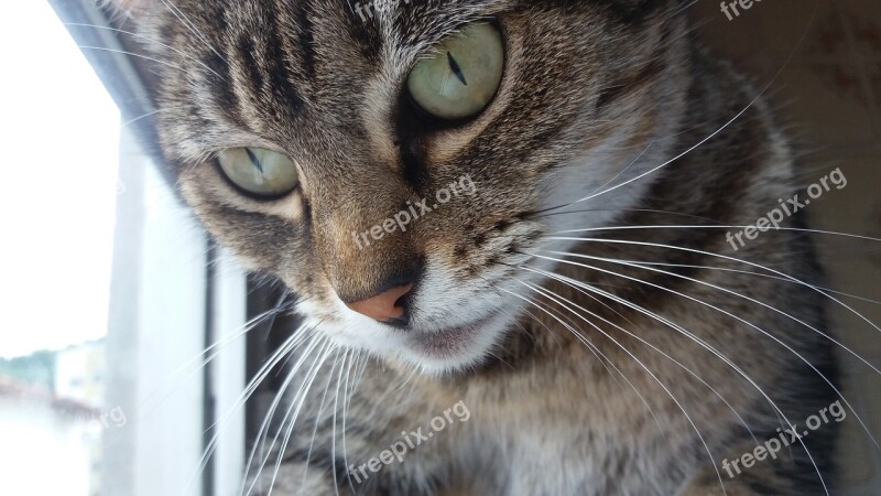 Cat Eyes Gata Feline Look Domestic Animals