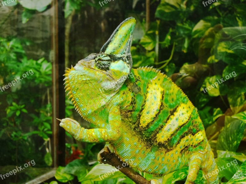 Proud Green Yellow Chameleon Flower