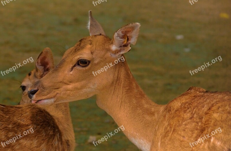 Intimacy Deer Motherly Love Free Photos