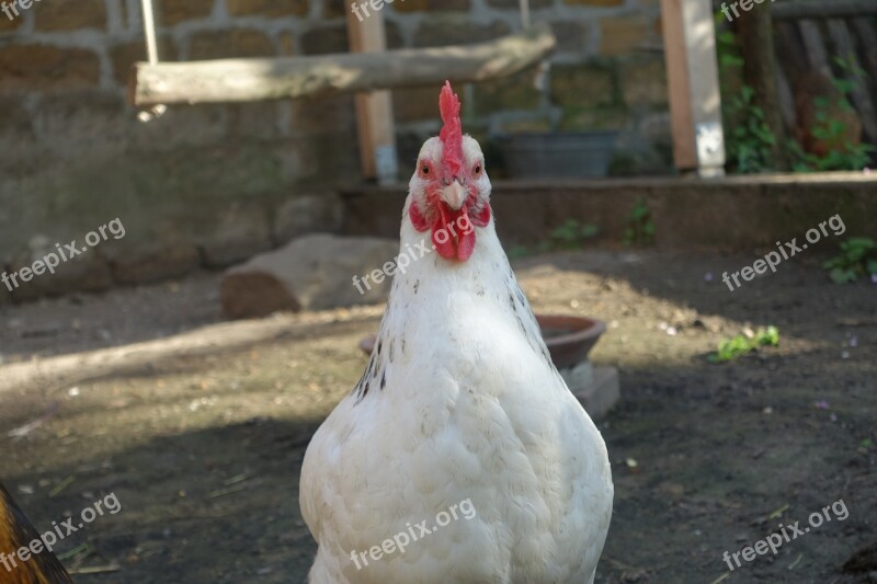 Chicken Chickens Poultry Chicken Coop Free Photos