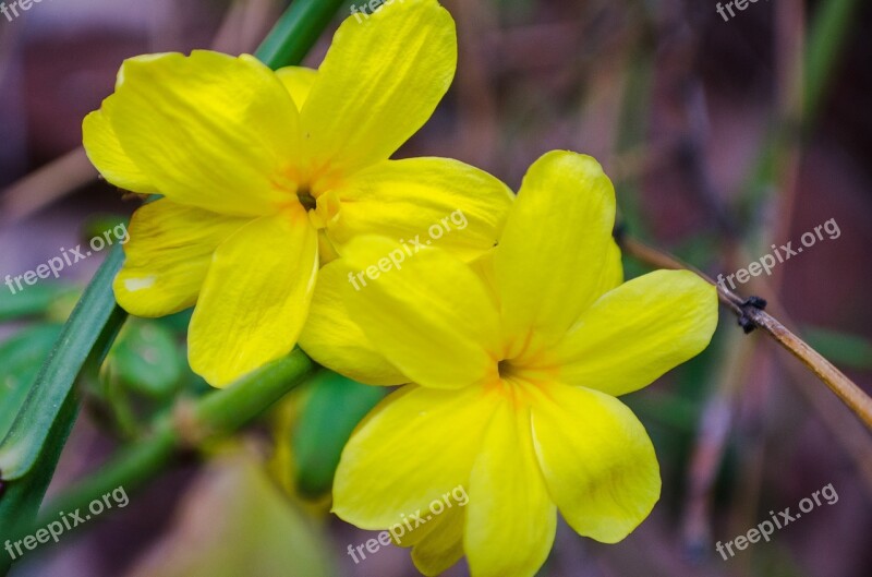 Flower Flowers Yellow Spring Delicate Flower