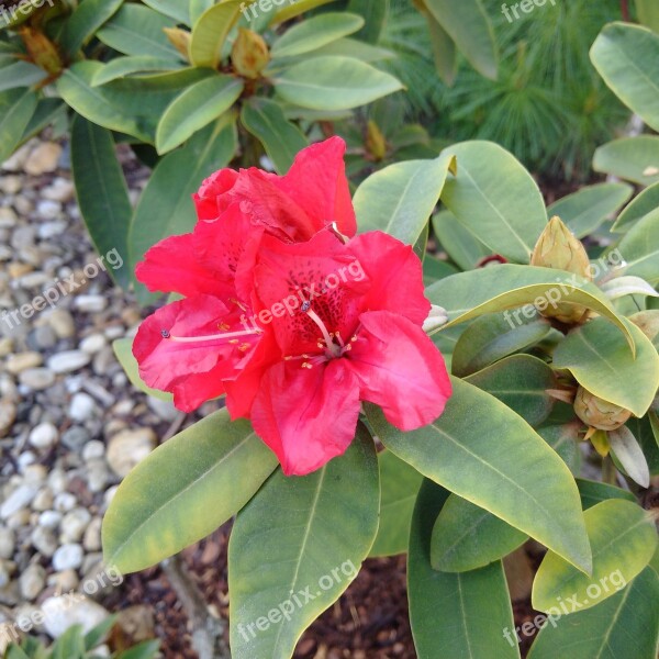 Rhododendron Pink Red Flower Bush