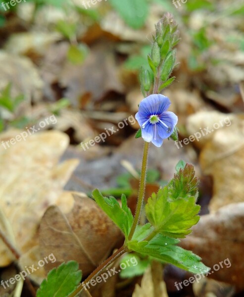 Veronica Flowers Forest Nature Purple