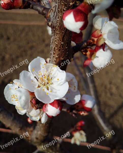 Spring Cherry Flower Tree Nature