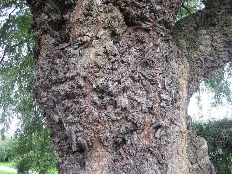 Tree Trunk Bark Texture Trunk Tree