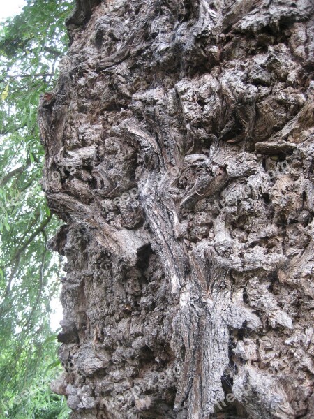 Bark Texture Tree Trunk Nature Wooden