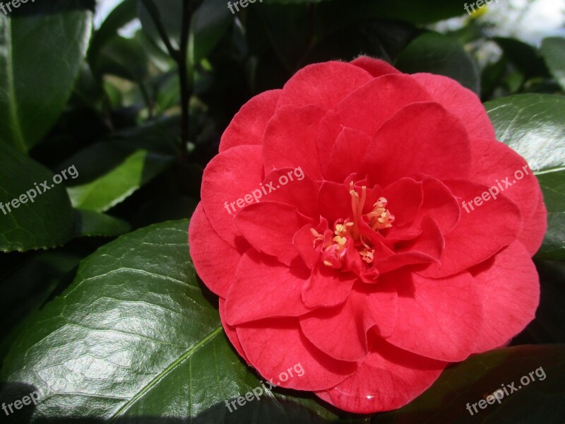 Camellia Flower Red Leaf Bloom