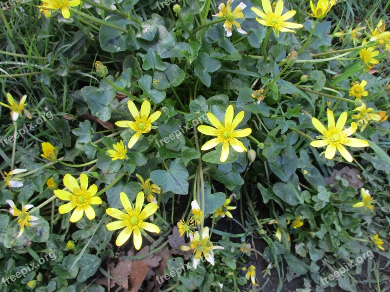 Flowers Weeds Daisies Wild Flowers Flora