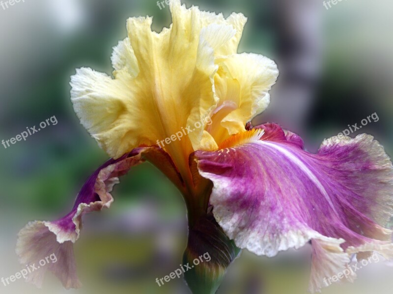 Iris Flower Purple Yellow Close Up Garden Free Photos