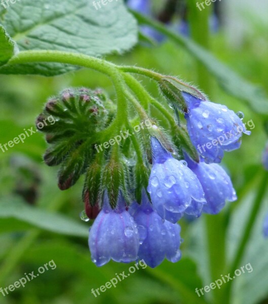 Borage Blossom Bloom Culinary Herbs Blue