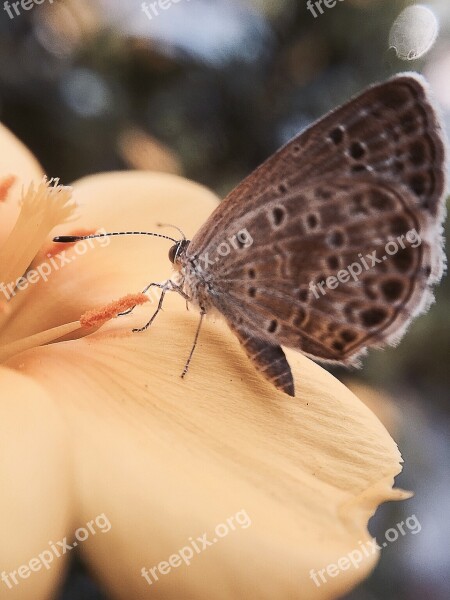 Butterfly Quentin Chong Pollen Free Photos