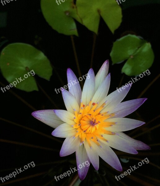 Nymphaea Alba Flower Plant Free Photos